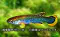 真沙魚